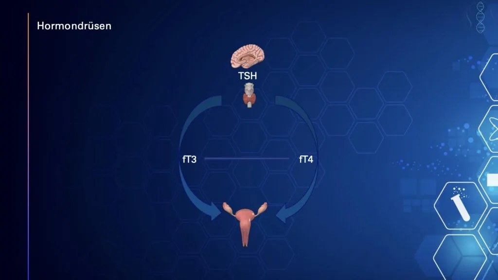 Symbolgrafik zur Verbindung zwischen Schilddrüse und Fruchtbarkeit: Darstellung der hormonellen Regulation und ihrer Bedeutung für Zyklus, Eisprung und gesunde Schwangerschaft.