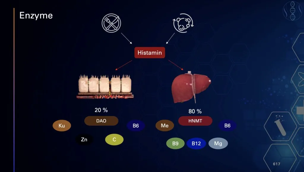 Grafik zu den wichtigsten Enzymen im Histaminabbau: 20 % des Histamins werden im Darm durch DAO (Diaminoxidase) abgebaut, abhängig von Kupfer, Zink, Vitamin C und Vitamin B6. 80 % werden in der Leber über HNMT (Histamin-N-Methyltransferase) abgebaut, abhängig von Methylgruppen, Vitamin B6, Folat (B9), Vitamin B12 und Magnesium.